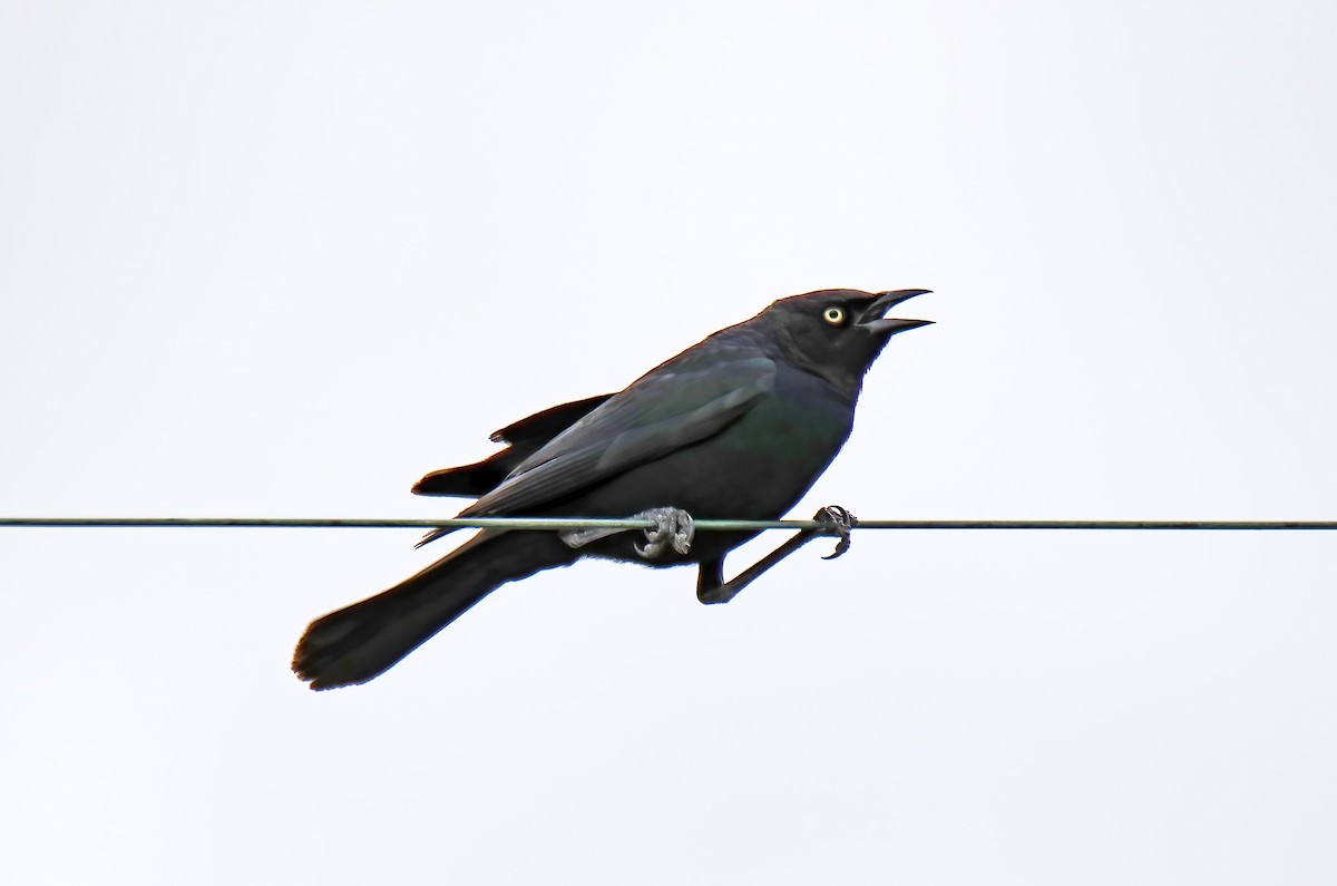 Brewer's Blackbird - ML621646888