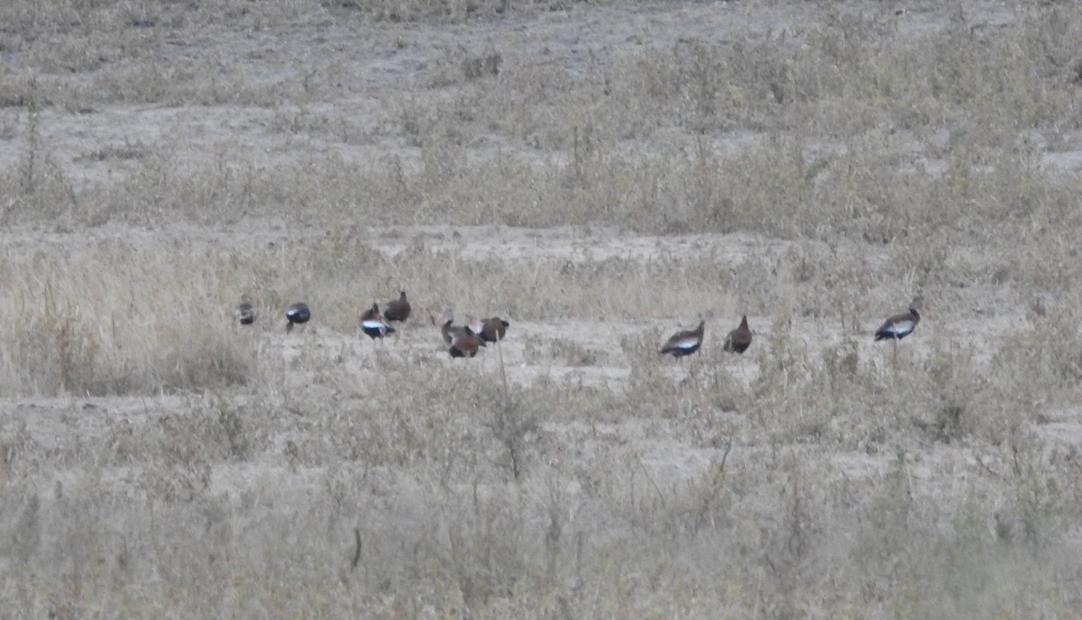 Black-bellied Whistling-Duck - ML621646893