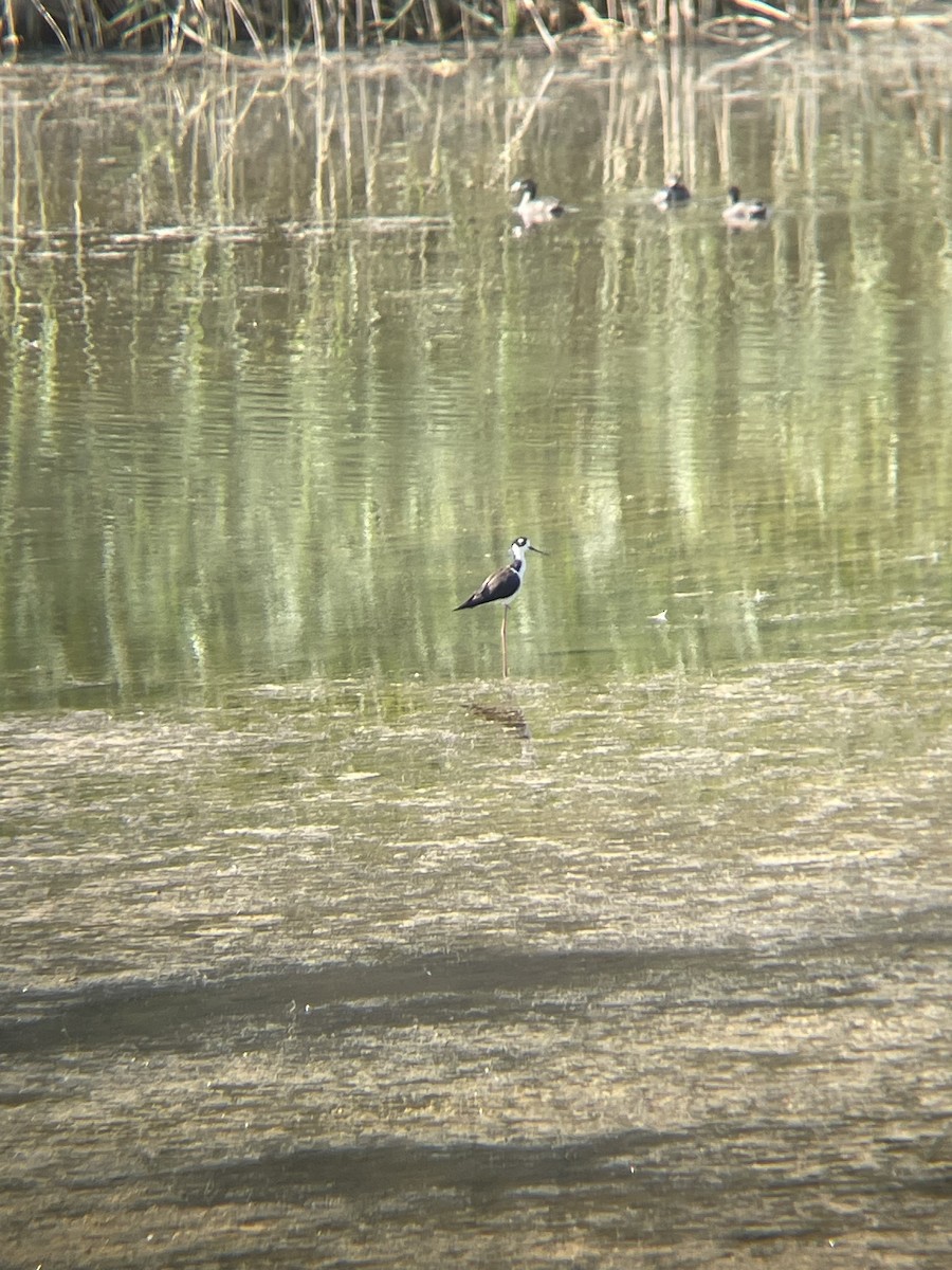 Black-necked Stilt - ML621646898