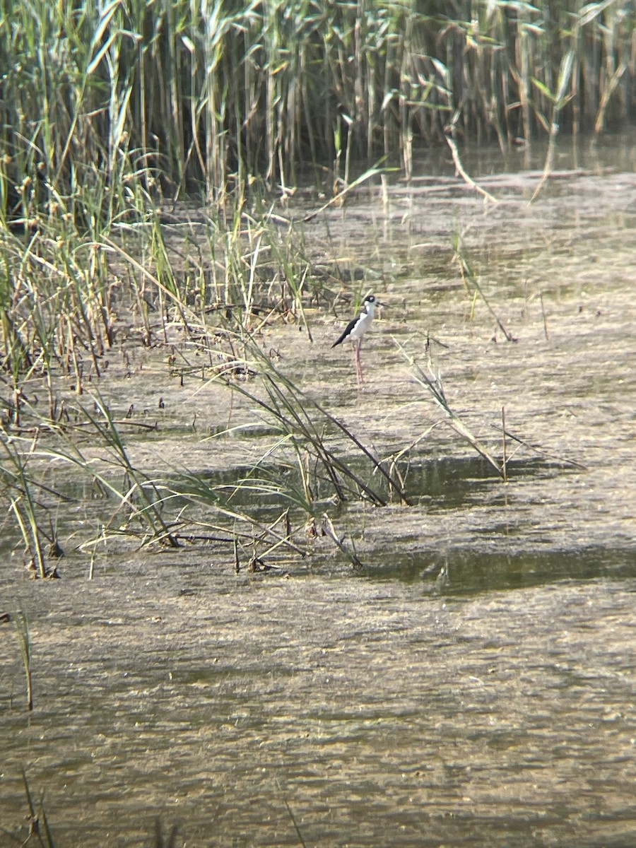 Black-necked Stilt - ML621646899