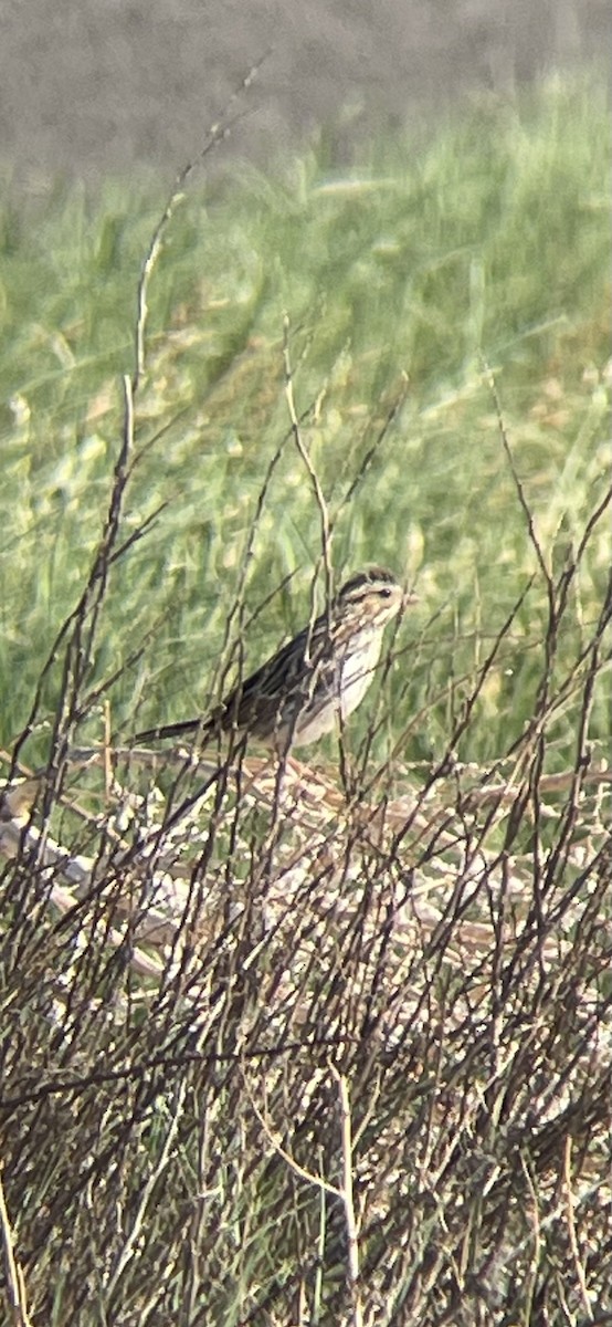 Savannah Sparrow - Will Dudley