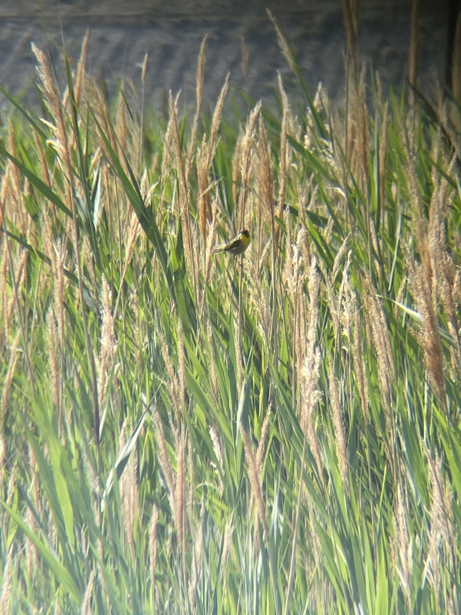 Common Yellowthroat - ML621646916