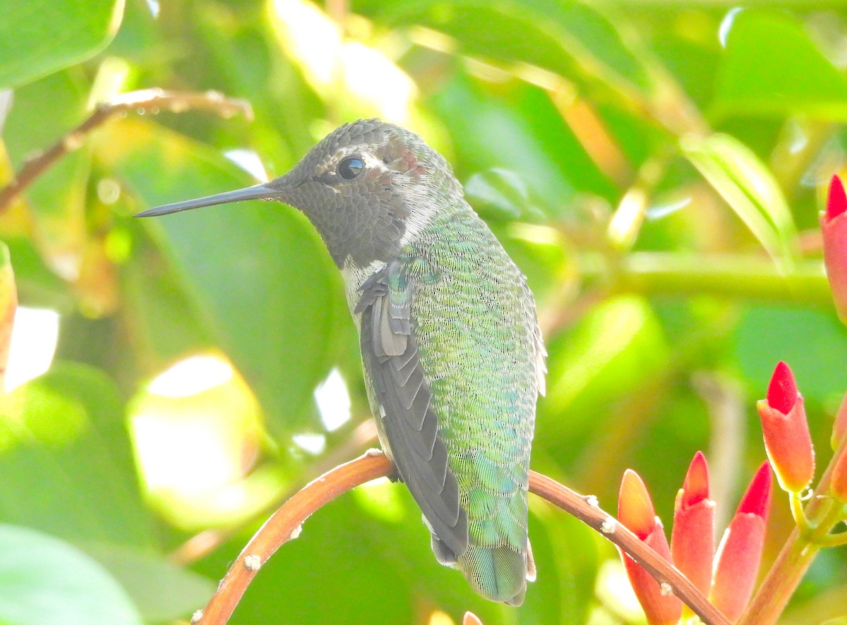 Anna's Hummingbird - ML621646937