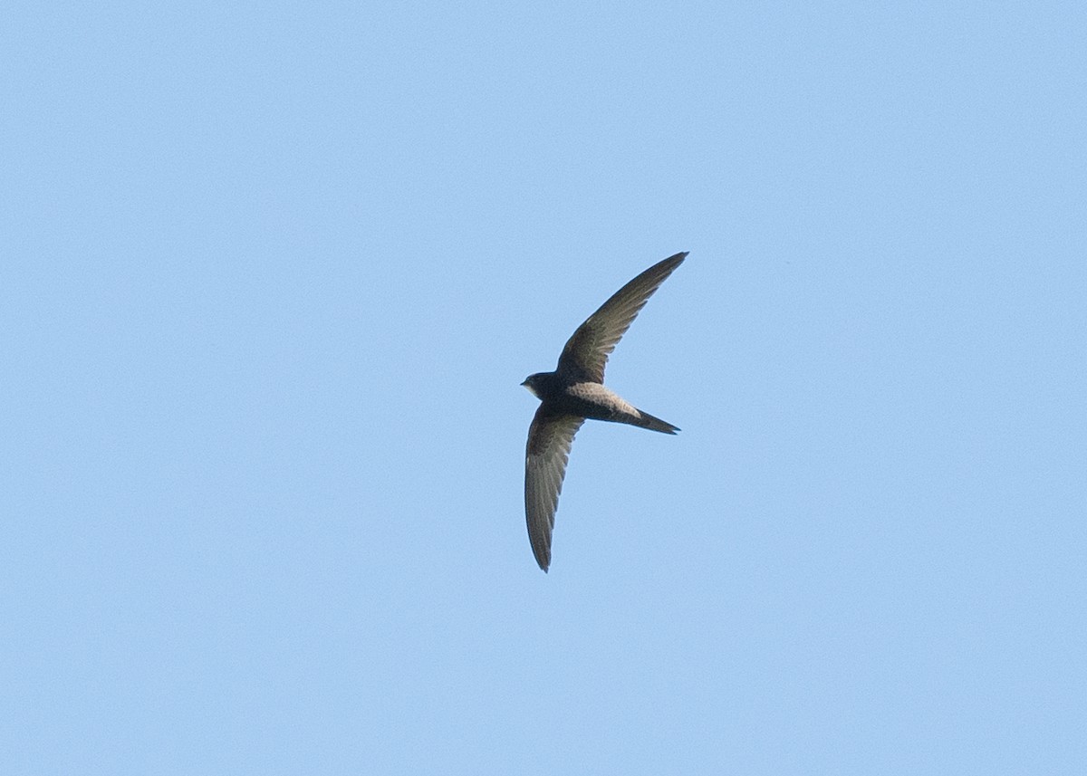 Common Swift - Filipe Leitão