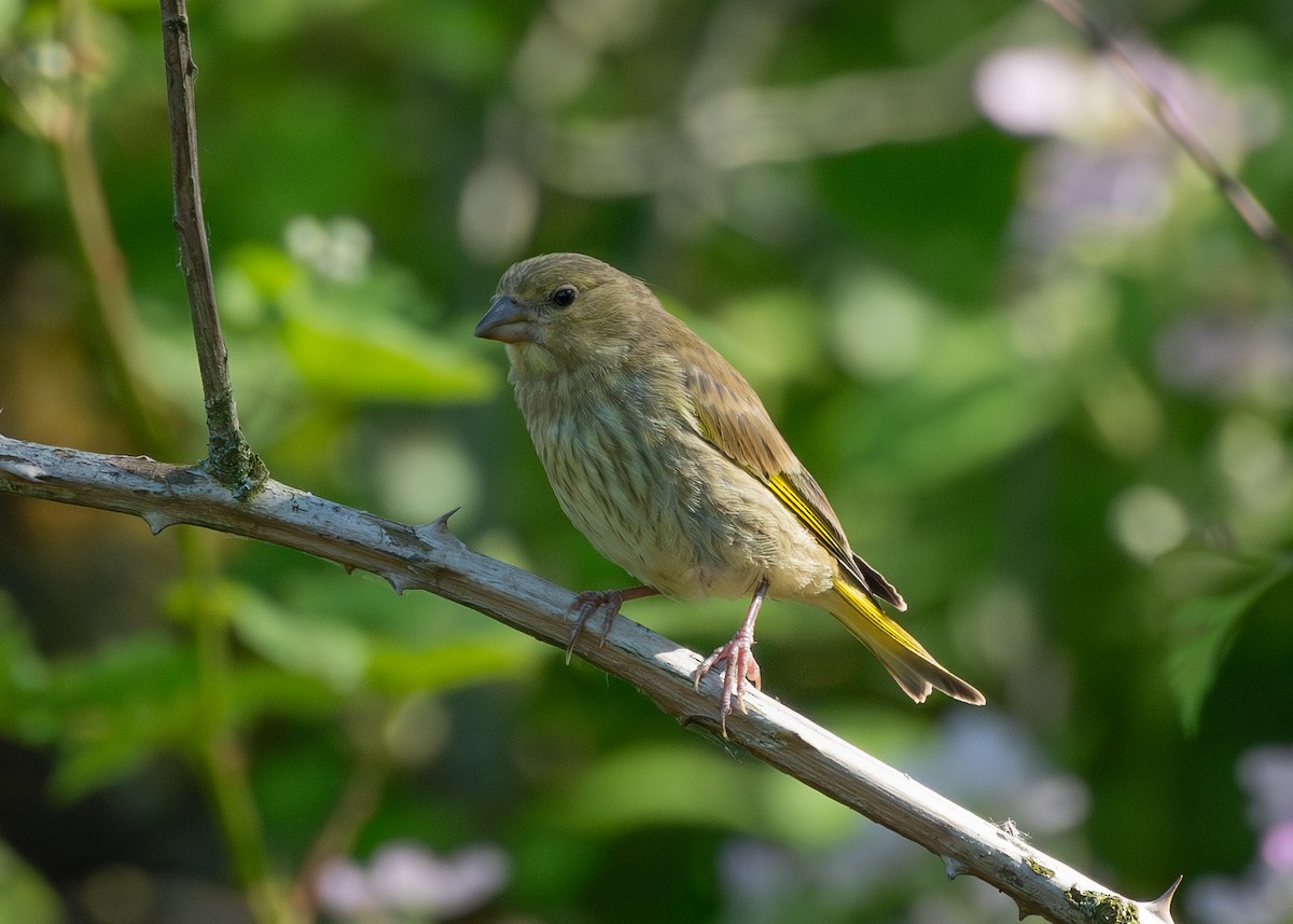 European Greenfinch - Filipe Leitão