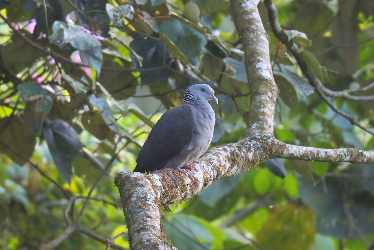 Nilgiri Wood-Pigeon - ML621647051