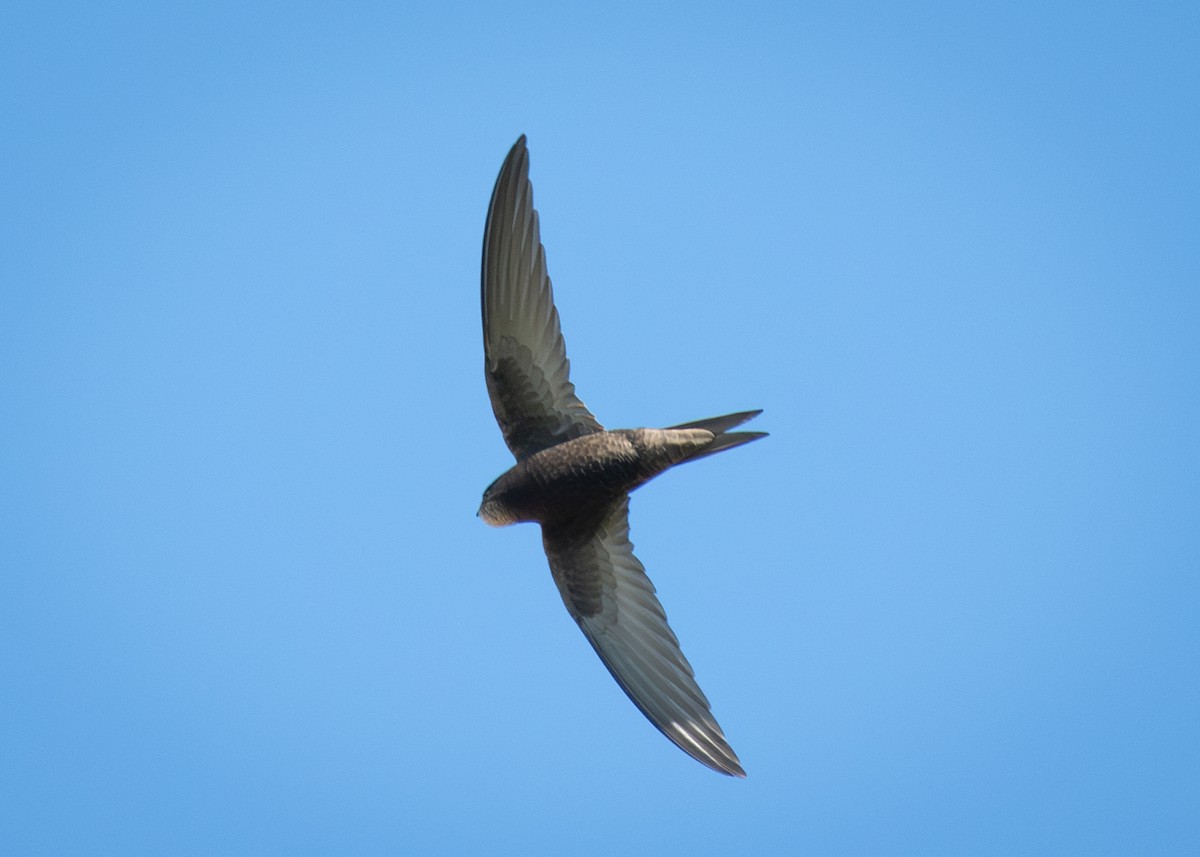 Common Swift - Filipe Leitão