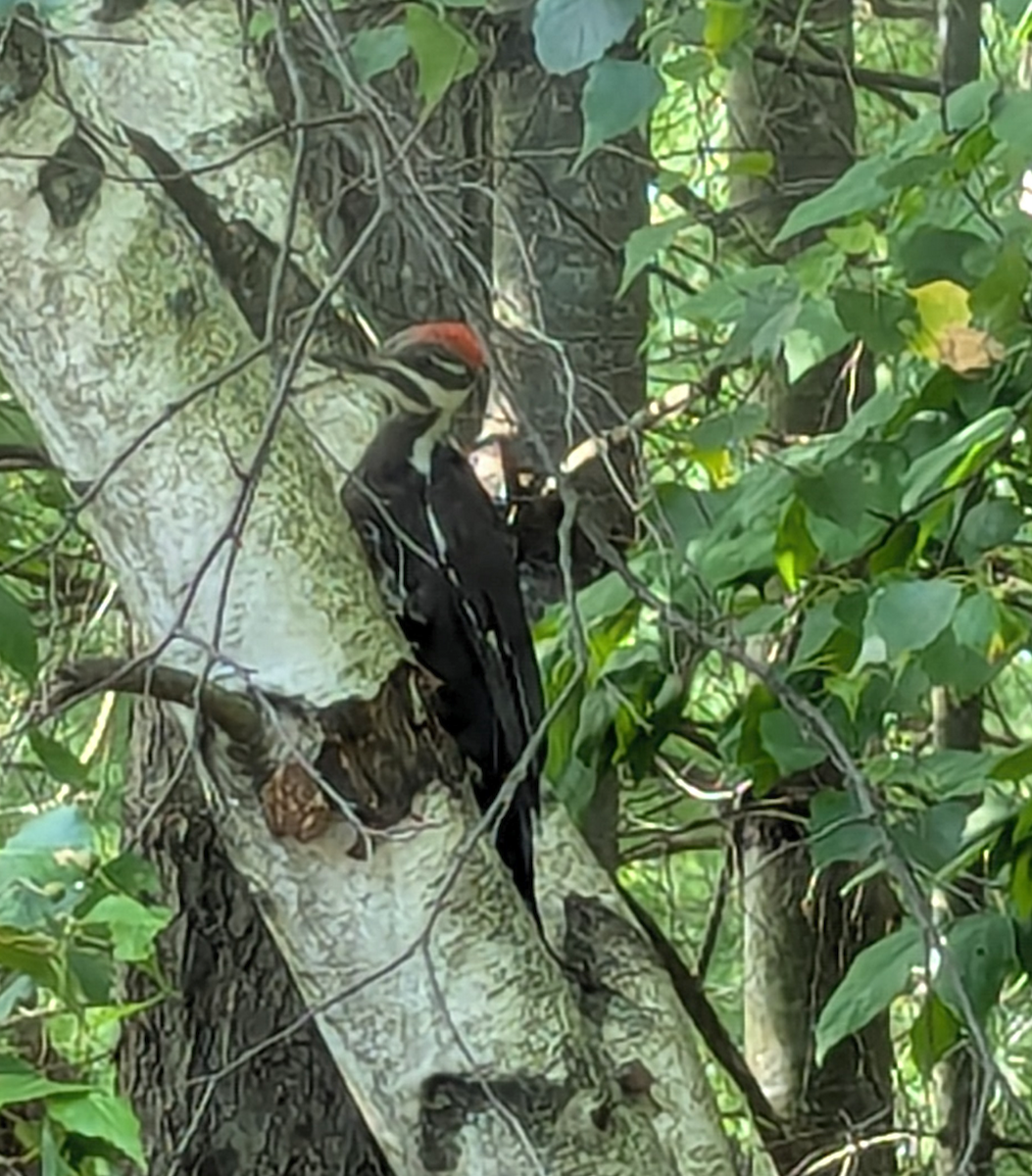 Pileated Woodpecker - ML621647170