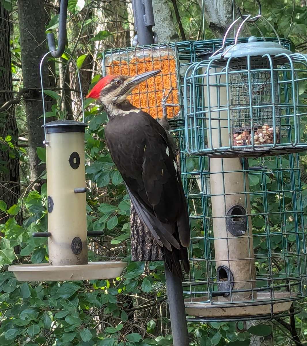 Pileated Woodpecker - ML621647171