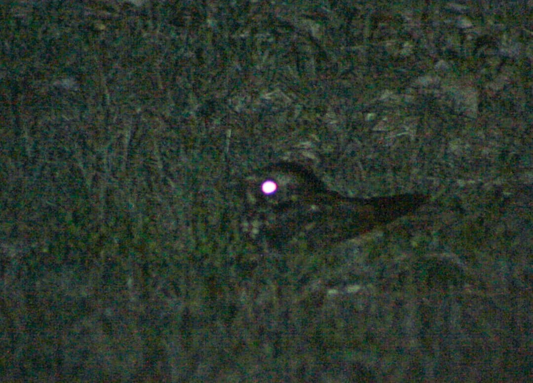 Cuban Nightjar - yuzaima ortiz