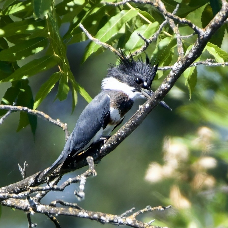 Belted Kingfisher - ML621647385