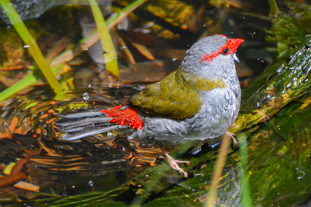 Red-browed Firetail - ML621647403