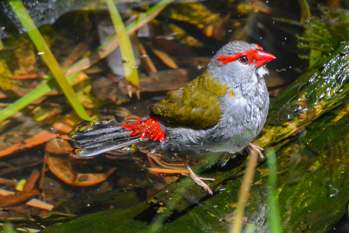 Red-browed Firetail - ML621647407