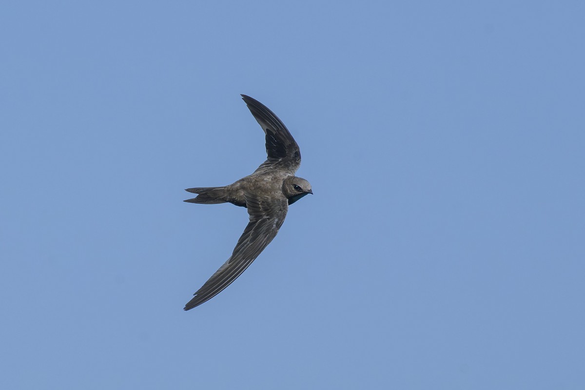 Pallid Swift - ML621647409