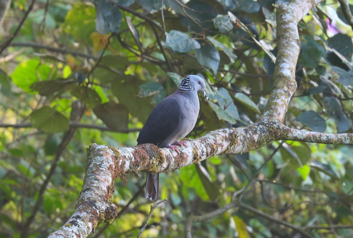 Nilgiri Wood-Pigeon - ML621647422