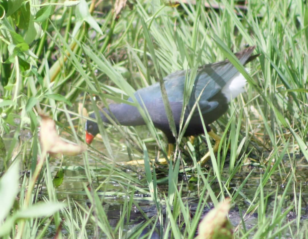 Purple Gallinule - ML621647423