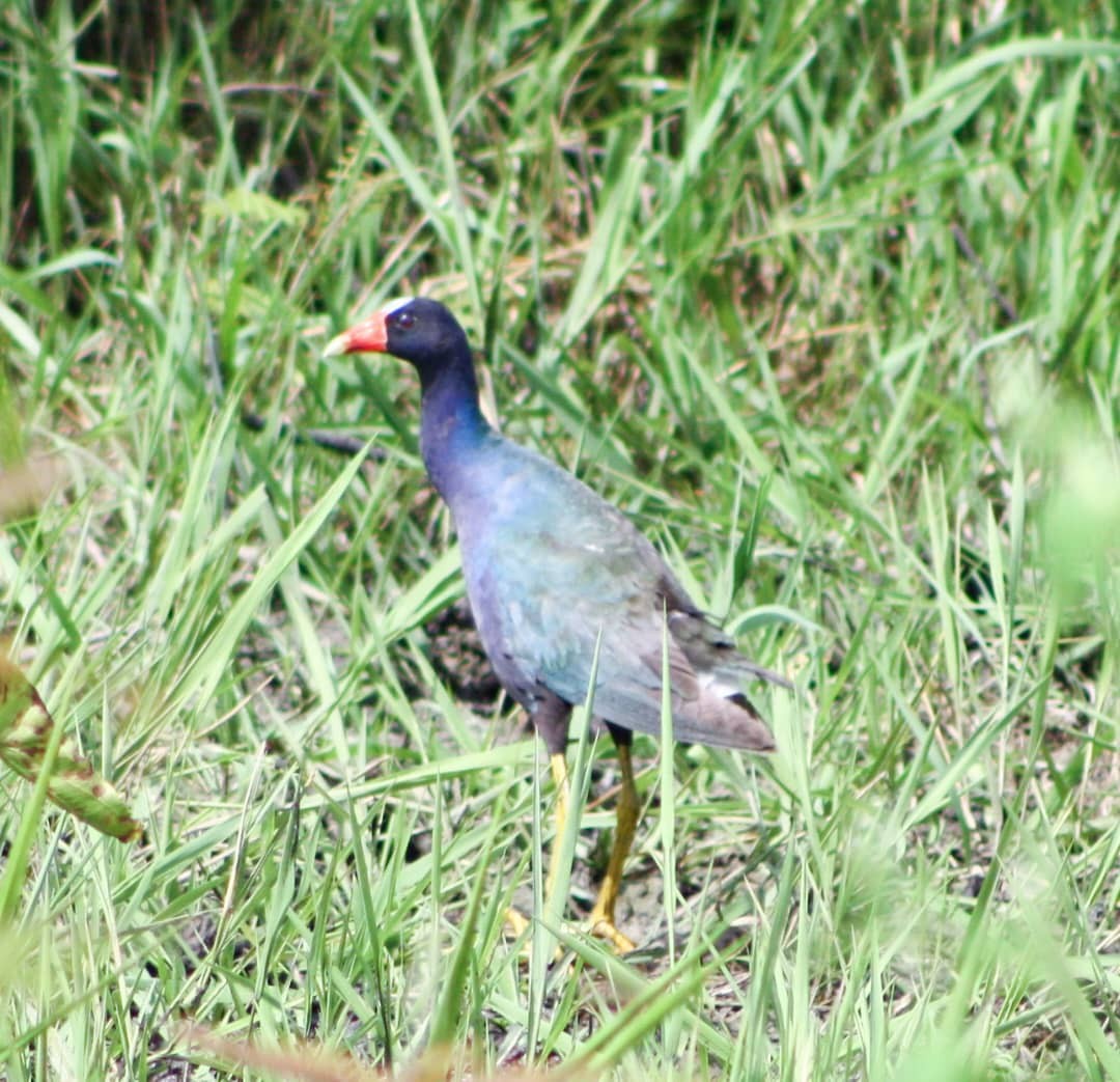 Purple Gallinule - ML621647425