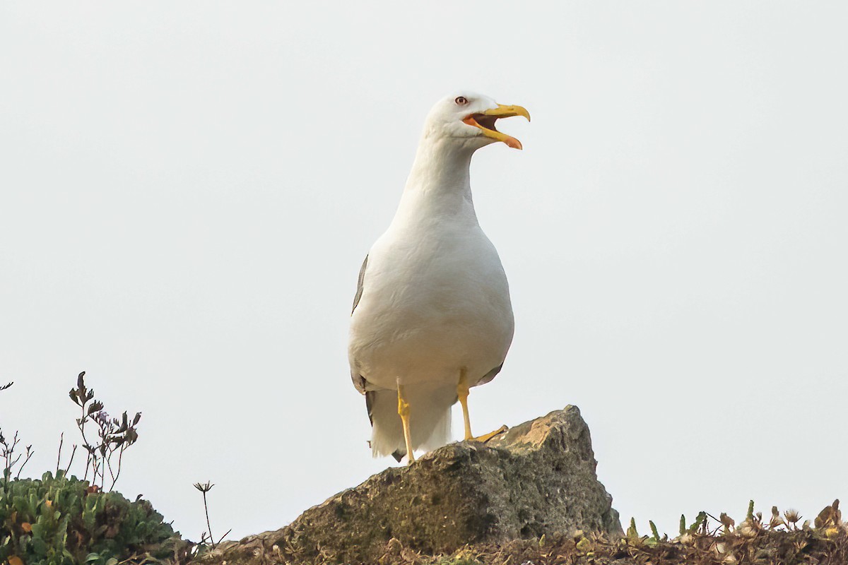 Yellow-legged Gull - ML621647503