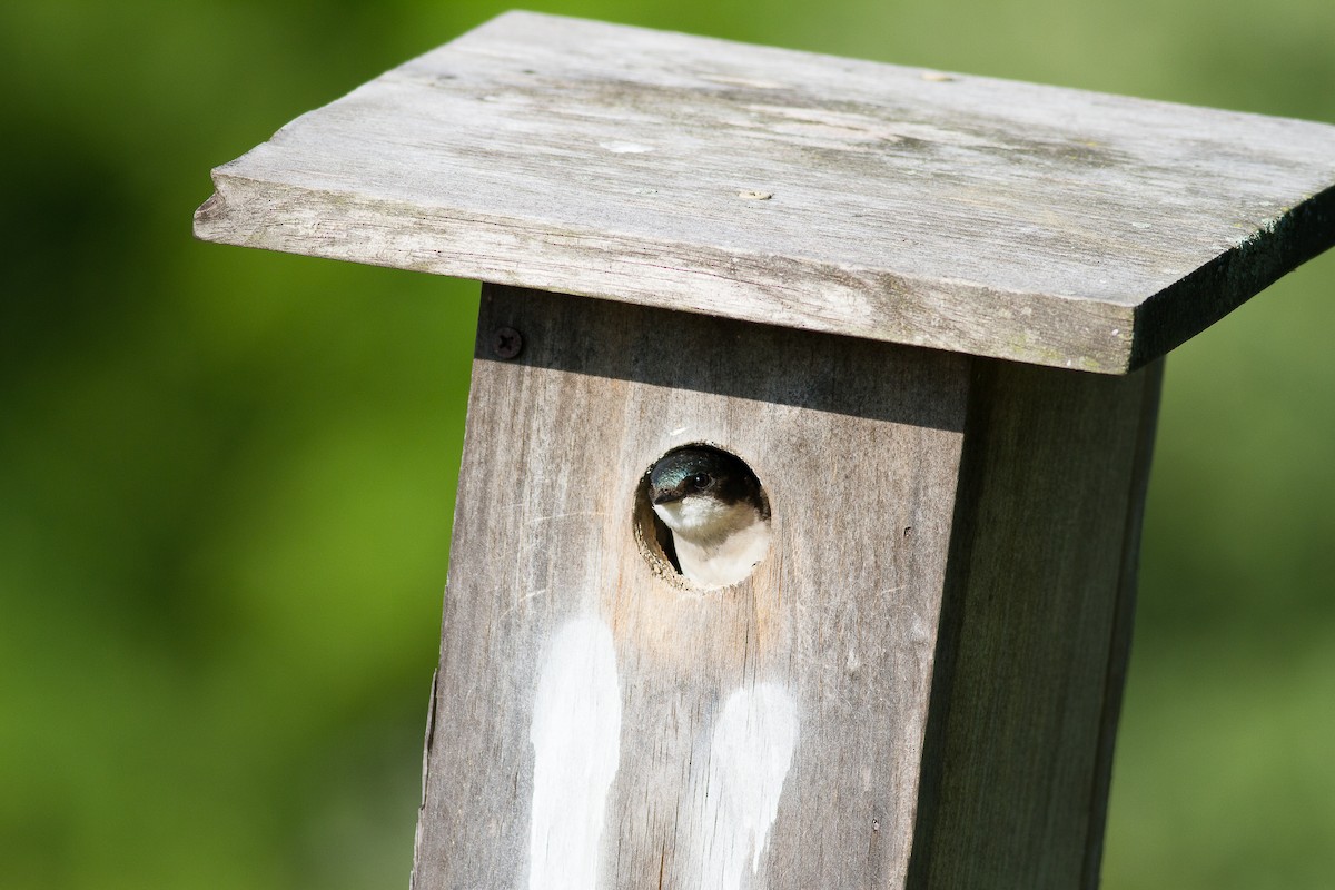 Tree Swallow - ML62164751