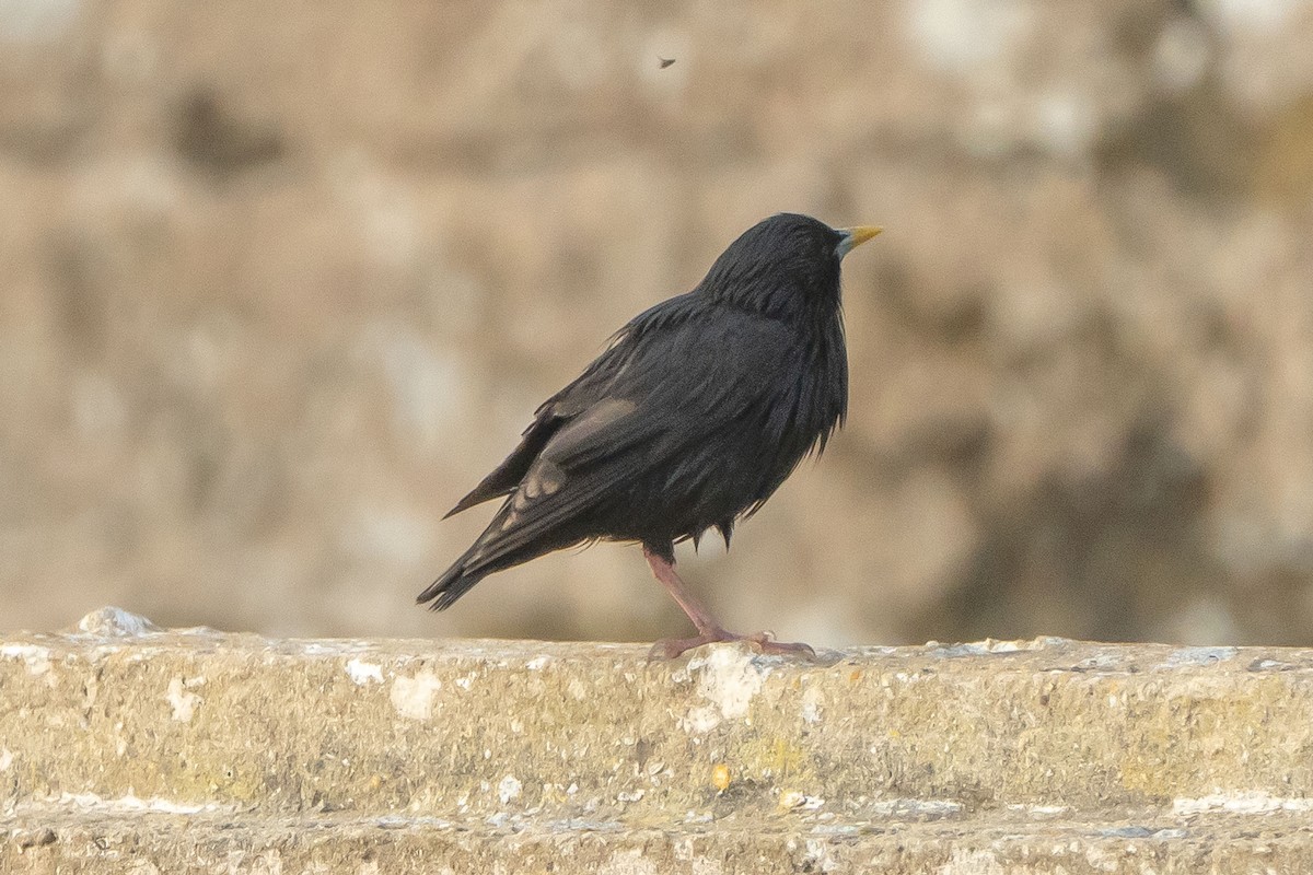 Spotless Starling - ML621647524