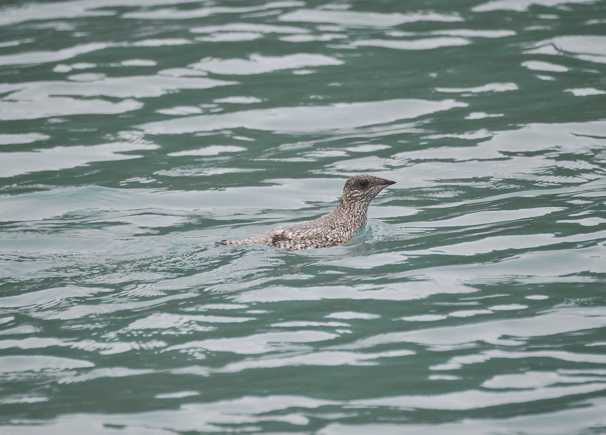 Kittlitz's Murrelet - ML621647547