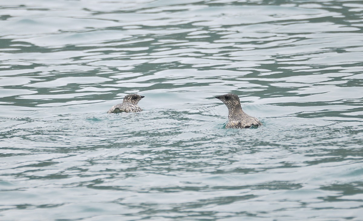 Kittlitz's Murrelet - ML621647566