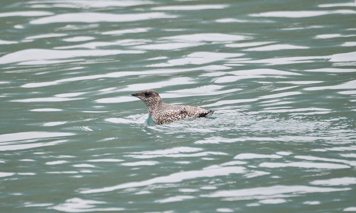 Kittlitz's Murrelet - ML621647577