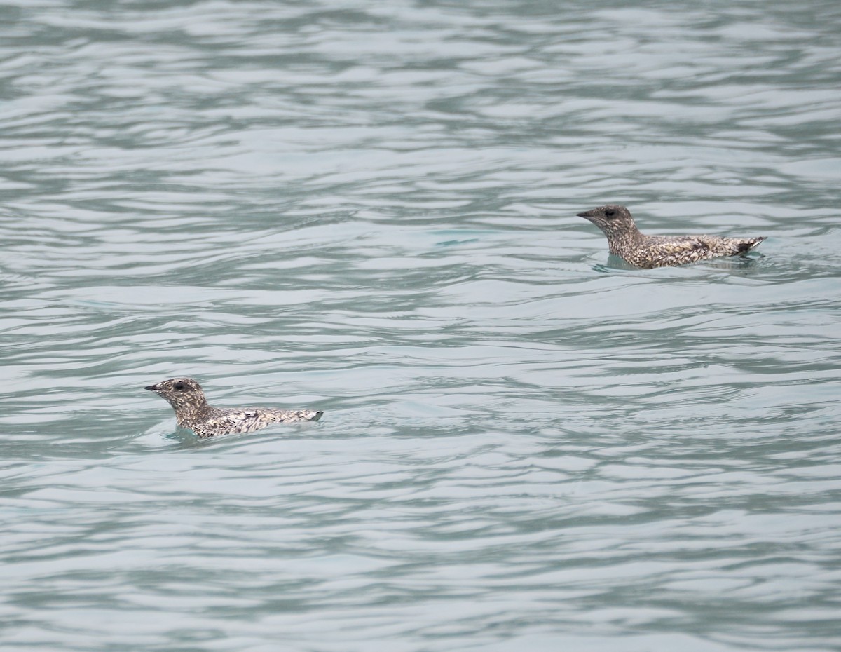 Kittlitz's Murrelet - ML621647585