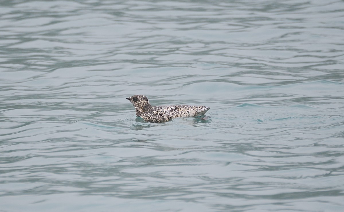 Kittlitz's Murrelet - ML621647592