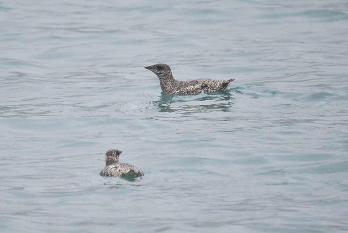 Kittlitz's Murrelet - ML621647596