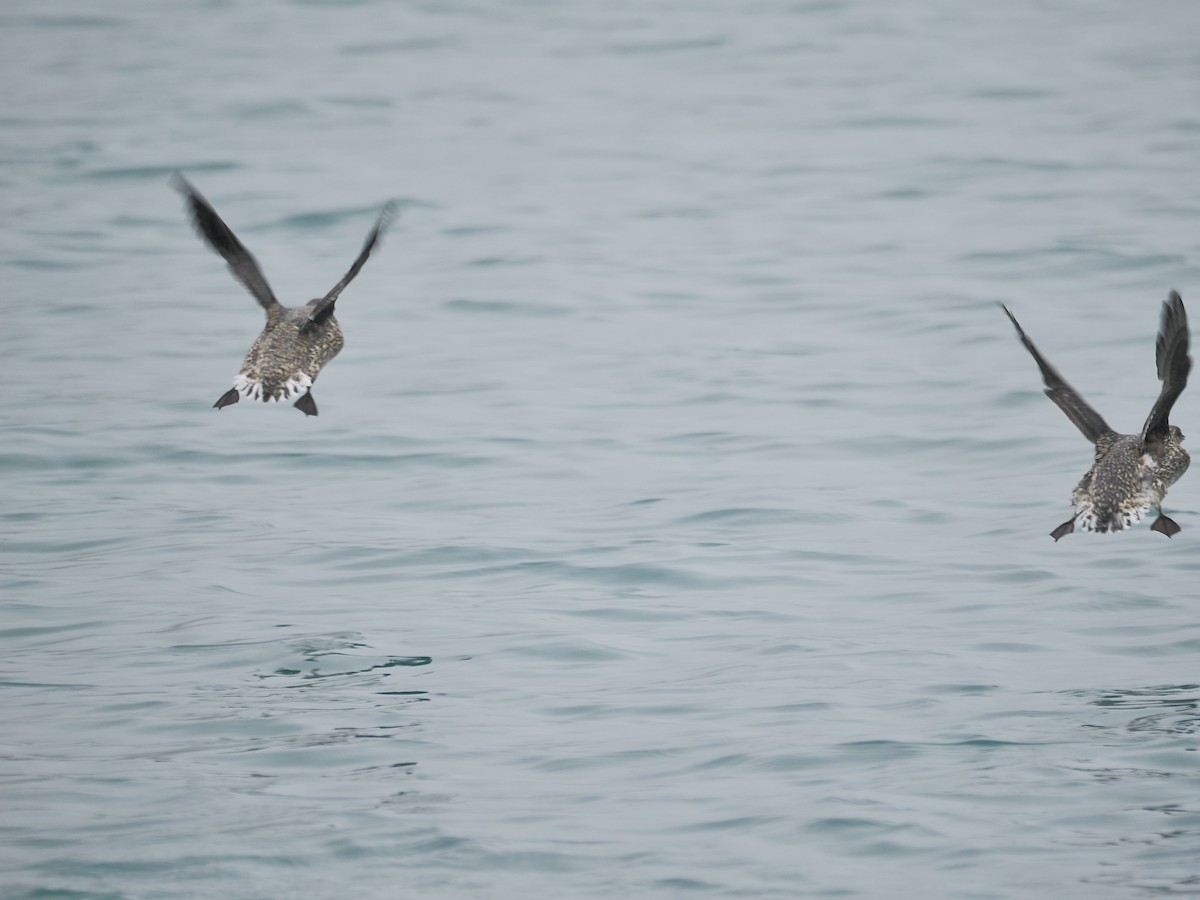 Kittlitz's Murrelet - ML621647604