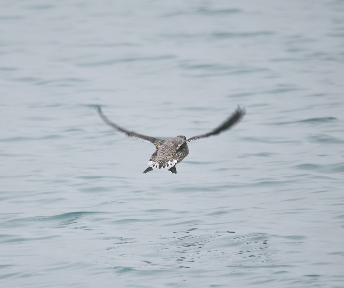 Kittlitz's Murrelet - ML621647611