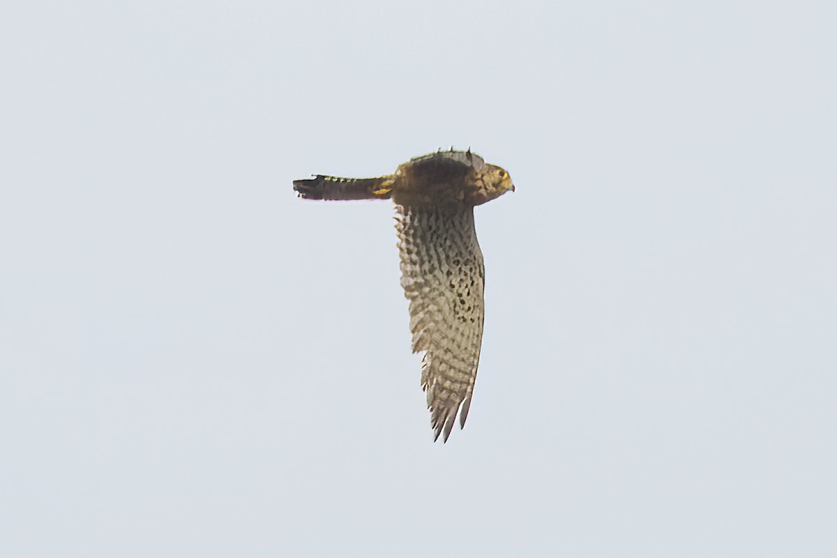 Eurasian Kestrel - ML621647618