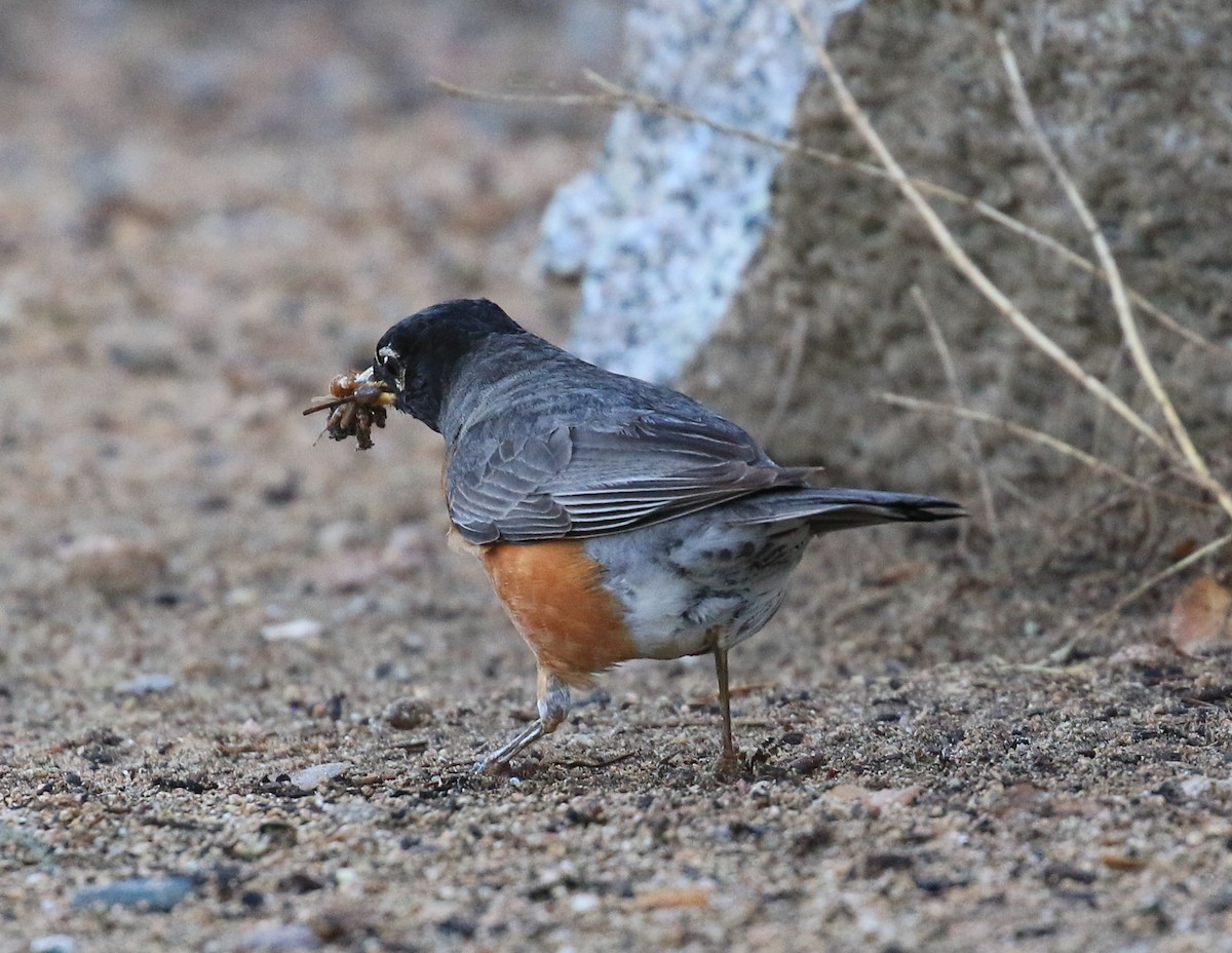 American Robin - Doug and Diane Iverson