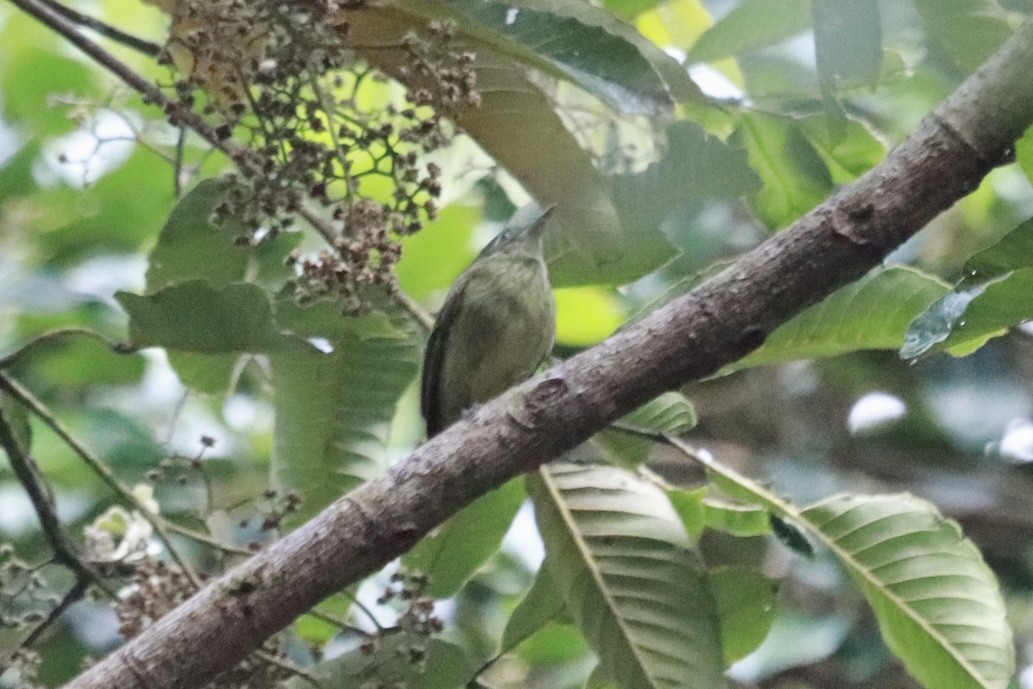 Olive-streaked Flycatcher - ML621647787