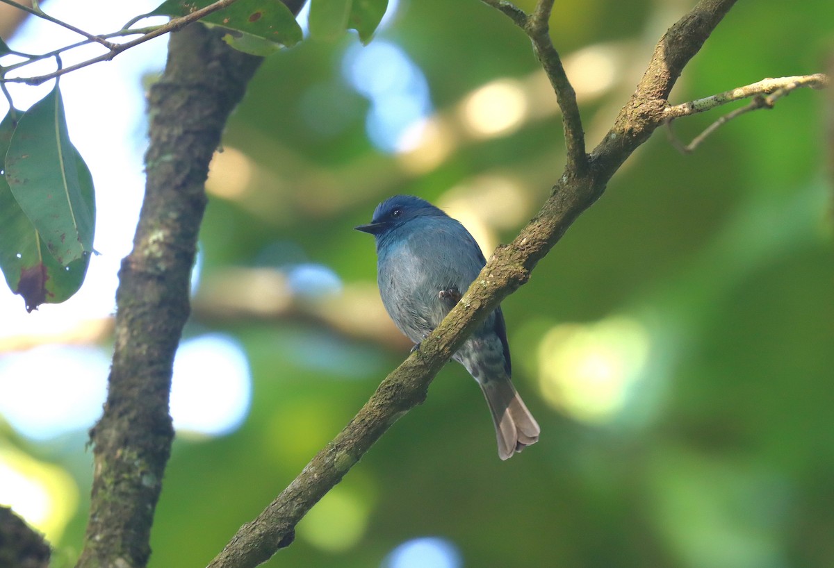 Nilgiri Flycatcher - ML621647801