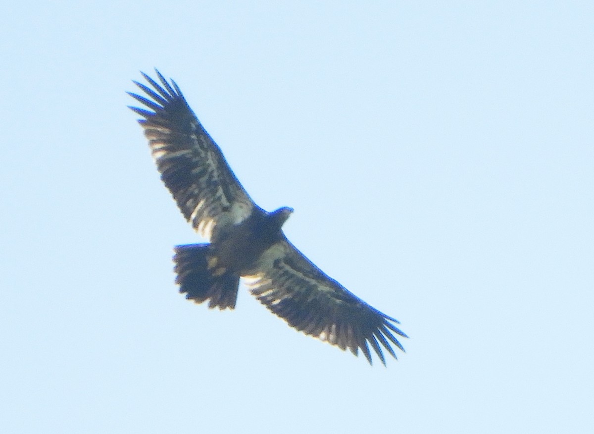 Bald Eagle - ML621647810