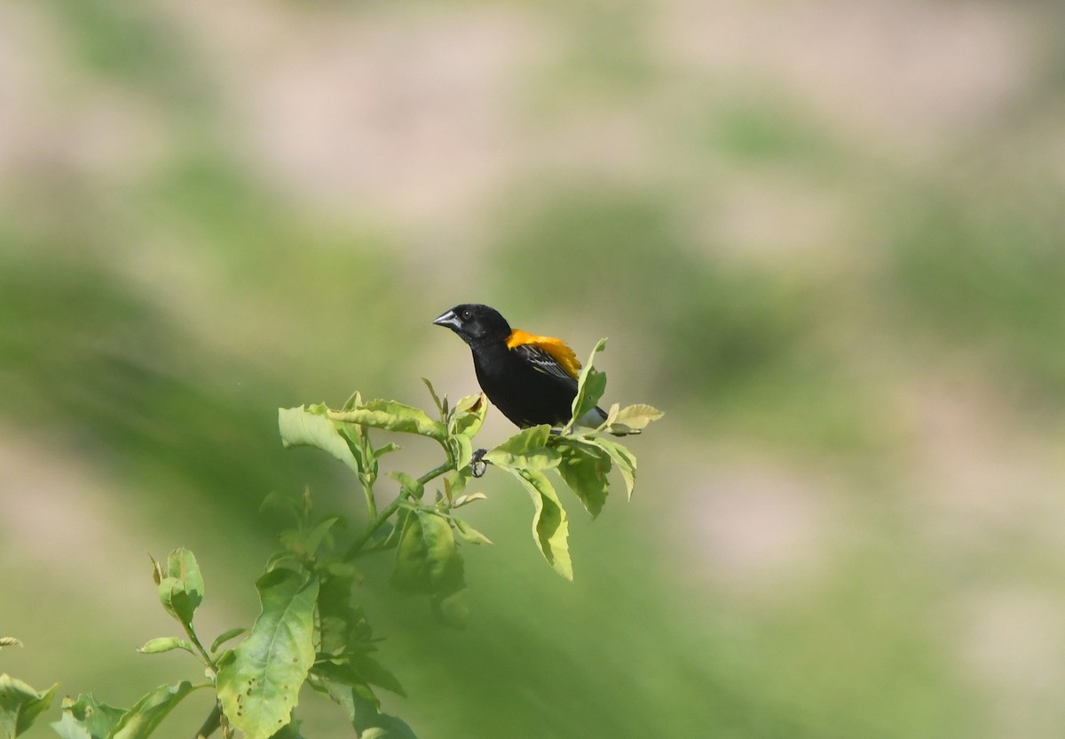 Golden-backed Bishop - ML621647811