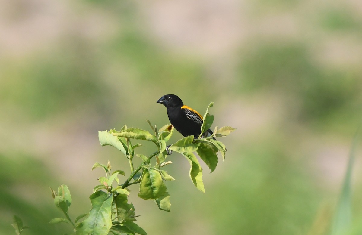 Golden-backed Bishop - ML621647822