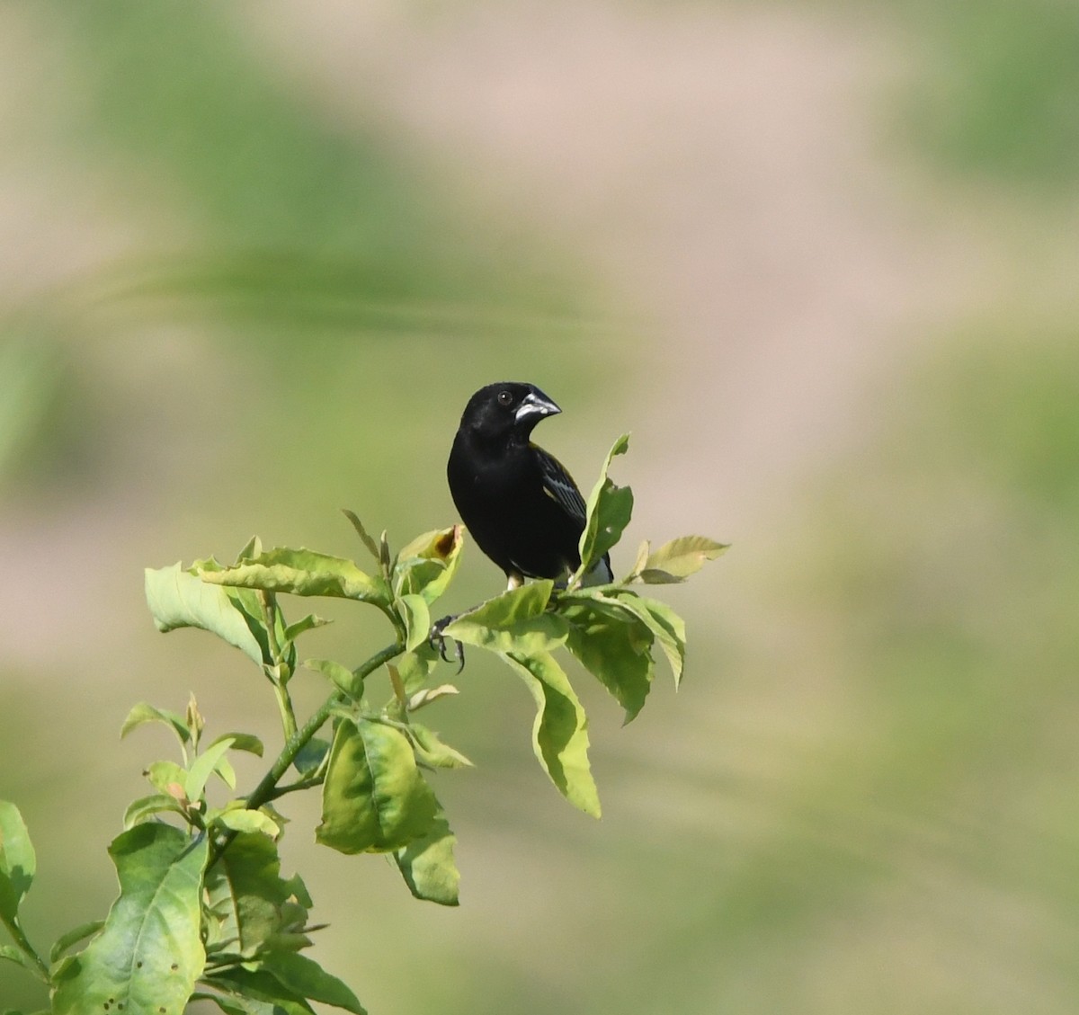 Golden-backed Bishop - ML621647843