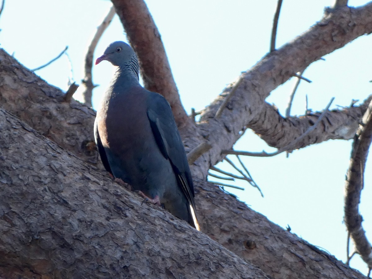 Trocaz Pigeon - ML621647845