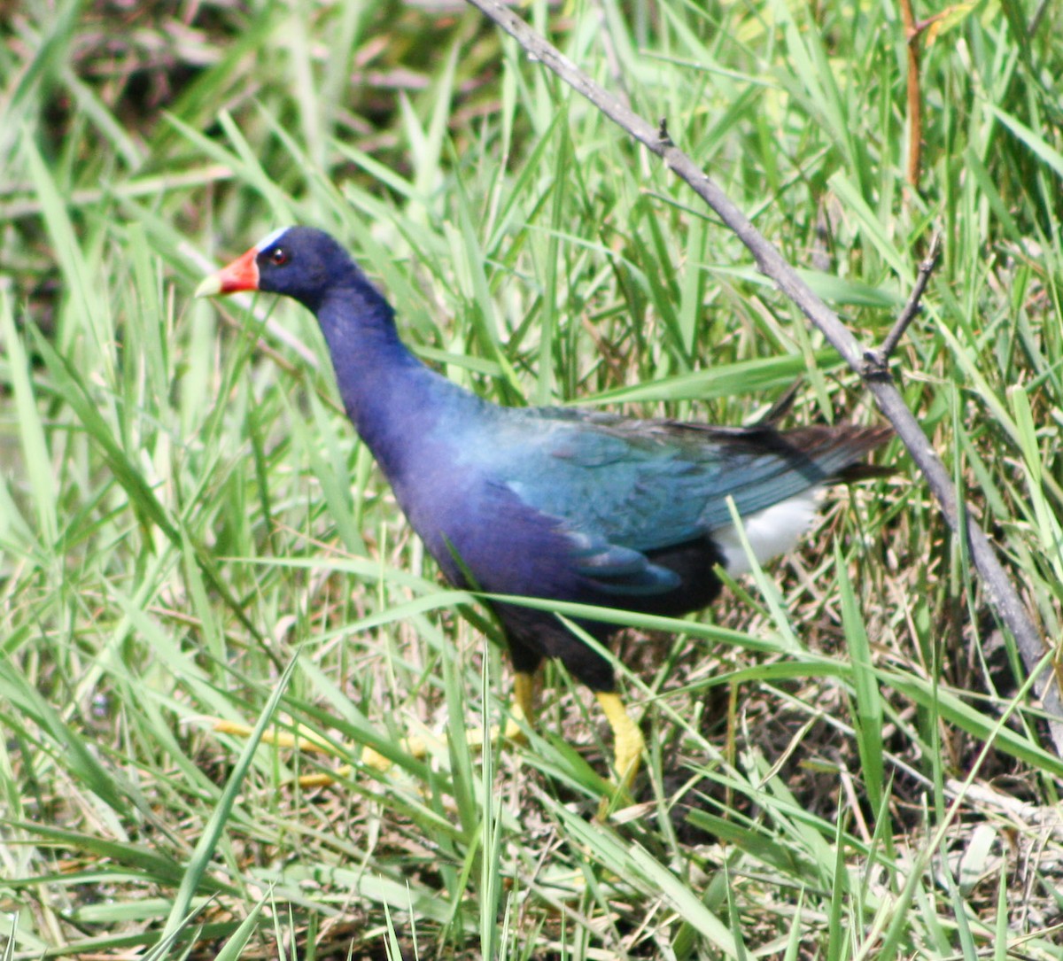 Pollo sultano della Martinica - ML621647853