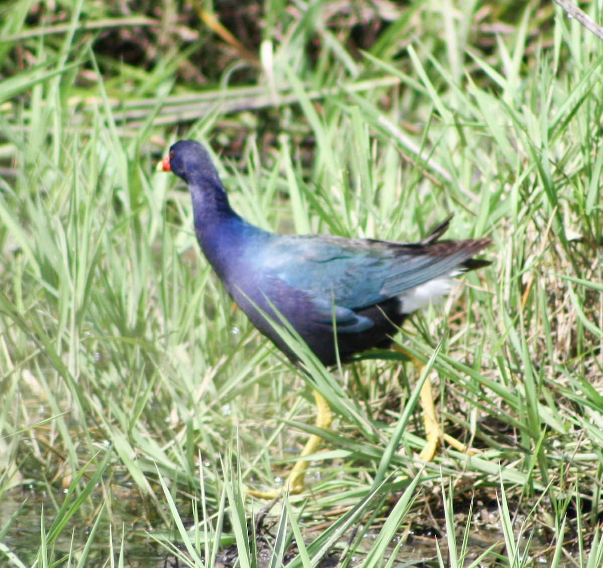 Pollo sultano della Martinica - ML621647855