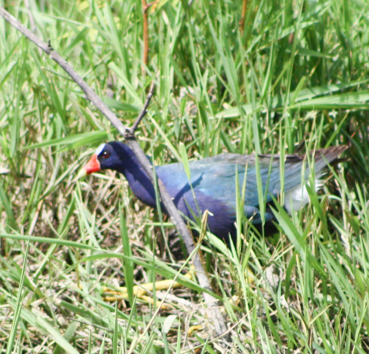 Pollo sultano della Martinica - ML621647857