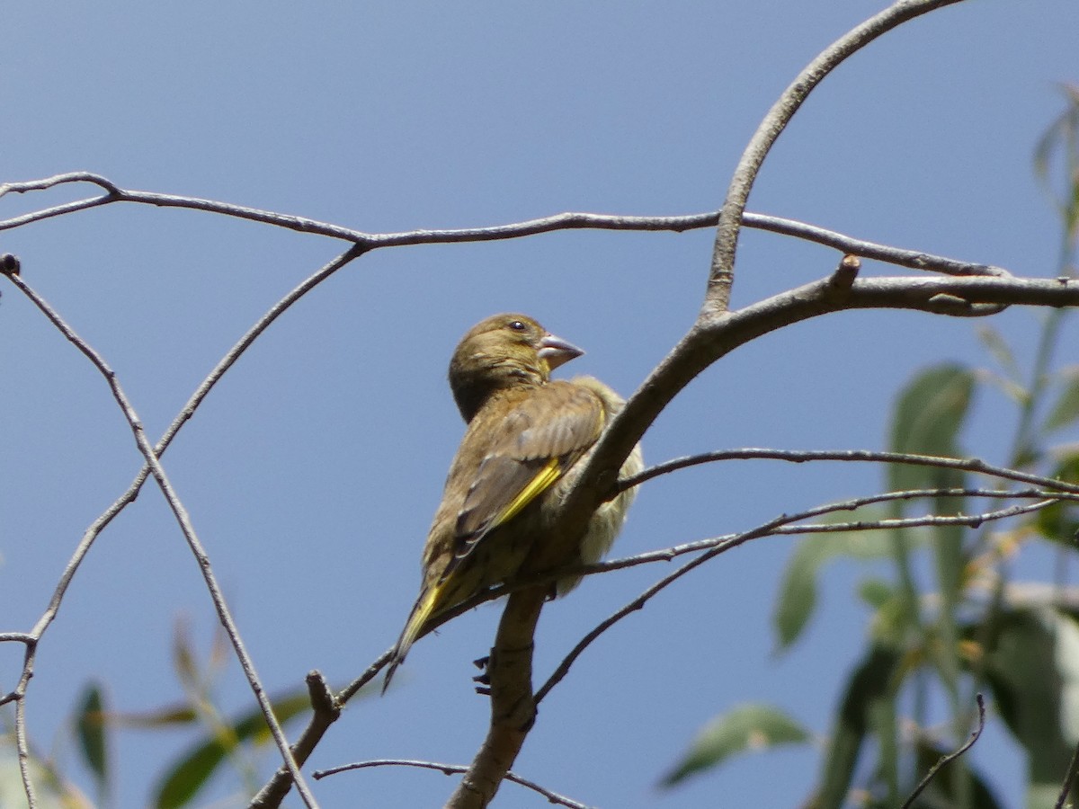 European Greenfinch - ML621647860