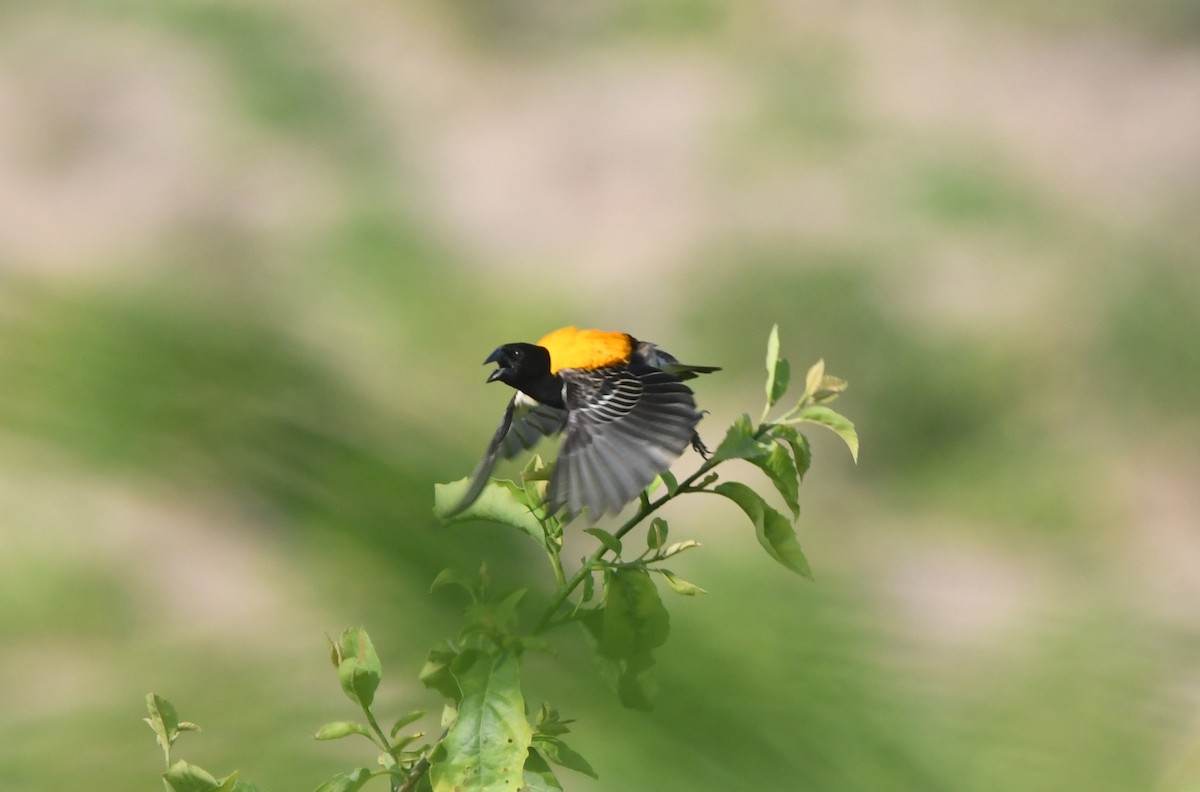 Golden-backed Bishop - ML621647865