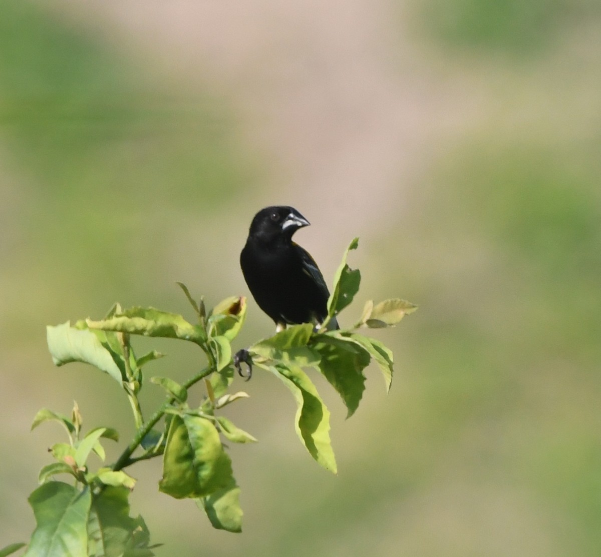 Golden-backed Bishop - ML621647895