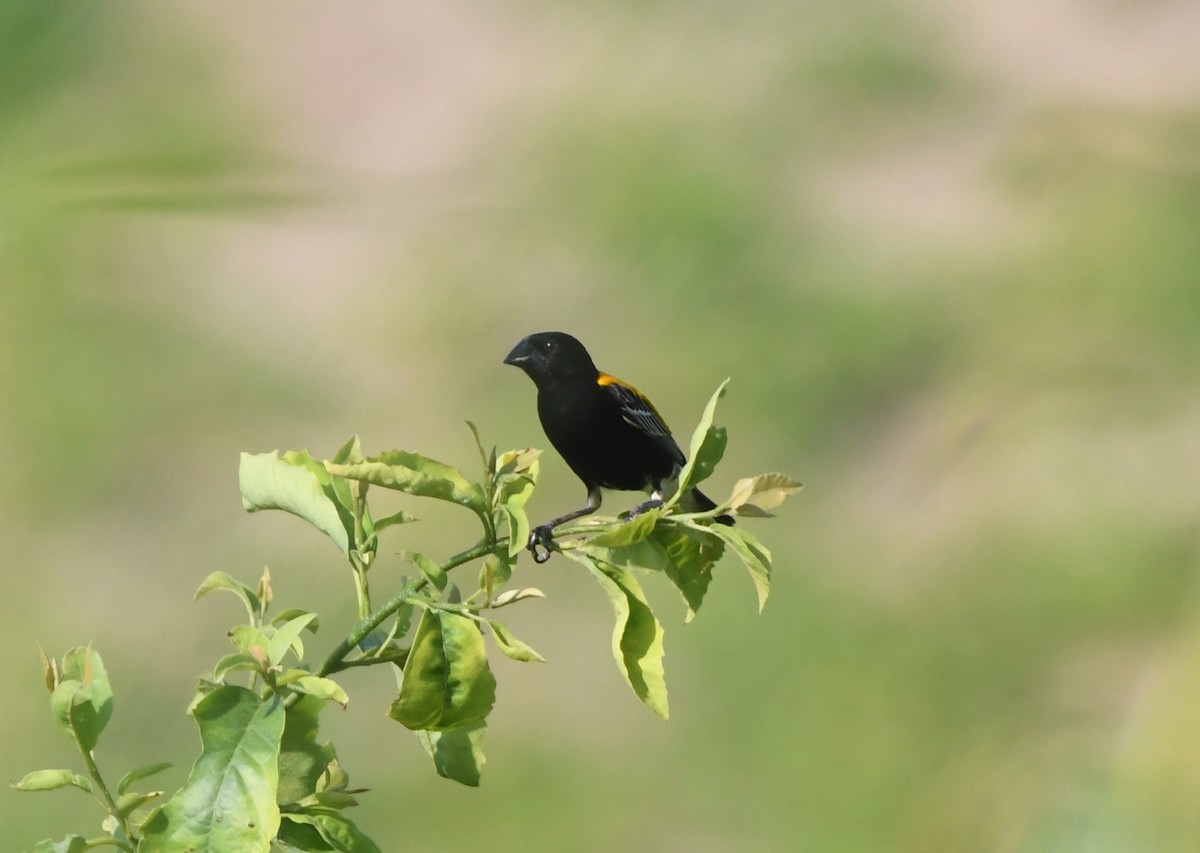 Golden-backed Bishop - ML621647921