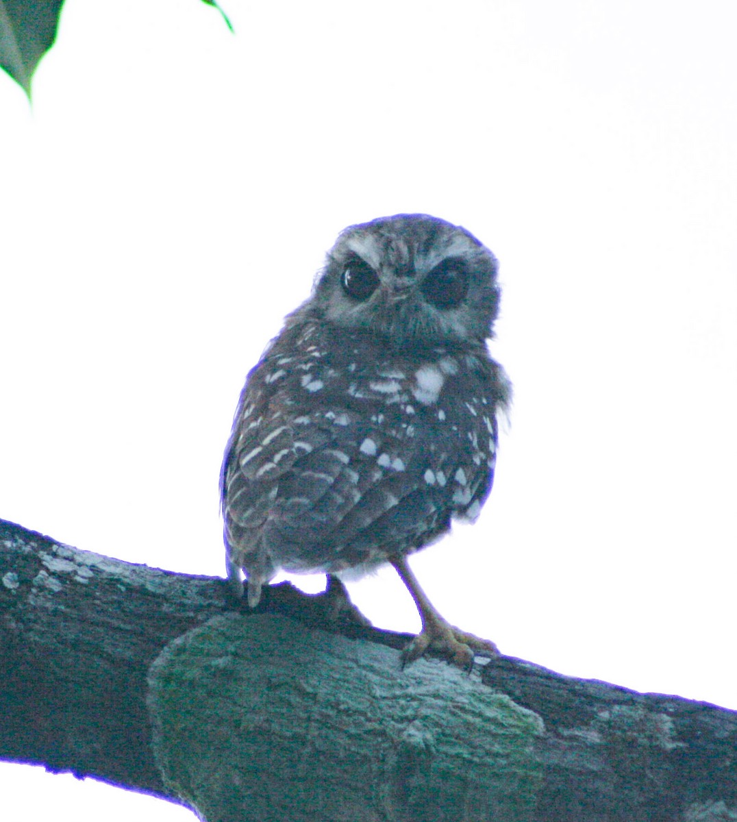 Bare-legged Owl - ML621647960