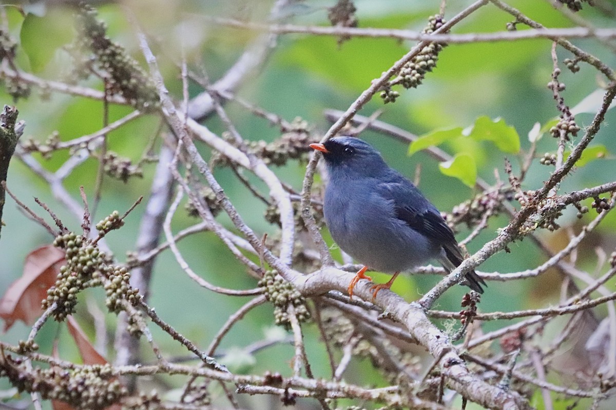Black-faced Solitaire - ML621647971
